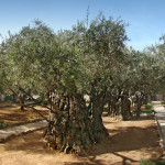 Il Gestsemani, o orto degli ulivi, a Gerusalemme