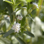 Fiori di Stevia rebaudiana