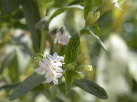 Fiori di Stevia rebaudiana